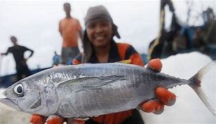 Apakah Tongkol Tuna